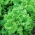 Сала́т латук листовой - Reglice - Lactuca sativa var. capitata - семена