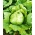 Зелена салата "Робинсон" - Lactuca sativa var. capitata - семе