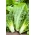 Romaine marul "Livia" - Lactuca sativa L. var. longifolia - tohumlar