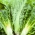 کاهو رومی "لیویا" - Lactuca sativa L. var. longifolia - دانه