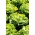 Xà lách "Saba" - cho canh tác cả năm - 900 hạt - Lactuca sativa L. var. Capitata