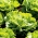 Lettuce "Saba" - for all-year cultivation - 900 seeds
