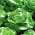 Salata verdeata "Zina" - ierni fara capace - 900 de seminte - Lactuca sativa L. var. Capitata - semințe