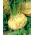 Celeriac "เงิน" - Apium graveolens - เมล็ด