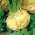 Celeriac "เงิน" - Apium graveolens - เมล็ด