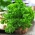 Perejil - Moss Curled 2 - 1200 semillas - Petroselinum crispum