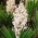 유카, 아담의 바늘 씨앗 - 유카 필라멘트 사 - 20 종자 - Yucca filamentosa