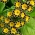 Fladkravet kodriver - Gold Lace - 36 frø - Primula elatior