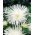 针瓣翠菊“Beata” -  450粒种子 - Callistephus chinensis  - 種子