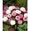 Bahasa Inggeris Daisy Monstrosa Biji campuran - Bellis perennis - 600 biji - benih