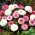 Engleză Daisy Monstrosa Amestec de semințe - Bellis perennis - 600 de semințe