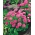 Ροζ αγγλικά σπόροι Daisy - Bellis perennis - 690 σπόροι