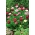 Bahasa Inggeris Daisy Rominette Biji campuran - Bellis perennis - 600 biji - benih