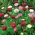 English Daisy Rominette Mix semena - Bellis perennis - 600 semen