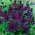 Vuursalie - violet - 84 zaden - Salvia splendens