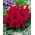 حكيم المدارية - الكرز الأحمر - 84 البذور - Salvia splendens - ابذرة