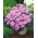 Roosa flossflower, - 150 seemnet - Ageratum houstonianum - seemned