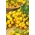 Kirsebærtomater - Ildi - gul - 80 frø - Lycopersicon esculentum Mill