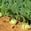 コールラビ、ドイツのカブ「ウィーン」 -  520種子 - Brassica oleracea var. Gongylodes L. - シーズ