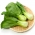 복 쵸이 "최 최 조이" - Brassica rapa subsp. chinensis - 씨앗