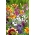 "Last minute" annual wild growing plant selection - large package - 125 g