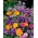 Izbor rastlin z aromatičnimi cvetovi - velik paket - 125 g - 