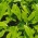 Çin Çay tohumları - Kamelya sinensis - 5 tohum - Camellia sinensis