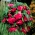 بگونیا Pendula Cascade Pink - 2 لامپ - Begonia ×tuberhybrida pendula