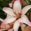 リリウム、リリーイージーワルツ - 球根/塊茎/根 - Lilium Asiatic Easy Waltz