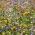 Šarena cvjetna mješavina - rane cvjetne vrste -  - sjemenke