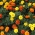 Prancūzų marigoldas II - 4 žydinčių augalų rūšių sėklos - 