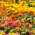 Dahlia-bloemrijke zinnia + Franse goudsbloem - een set zaden van twee soorten - 