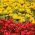 Συνεχής ανθοφορία κόκκινη begonia + μεγάλα άνθη κίτρινο γαλλική κατιφέ - σπόροι από 2 είδη ανθισμένων φυτών - 