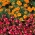 Sürekli çiçek açan kırmızı begonya + Fransız kadife çiçeği - 2 çiçekli bitki türünün tohumları - 
