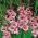 Gladiolus Vera Lynn - 5 kosov; meč lilija - 