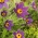 Pasque flor - flores azuis - mudas; pasqueflower, pasqueflower comum, pasqueflower europeu - 