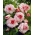 Begonia alb-roz - Picotee White - 2 bucăți