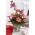 Gloxinia "Tigrinia Red" - hvitrøde, flekkete blomster; Canterbury-bjeller, ekte gloxinia - 
