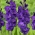 Gladiolus - μοβ άνθη - 5 τεμ. Λαμπτήρων μεγέθους XXL - 