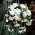 Begonia ×tuberhybrida pendula - blanco - paquete de 2 piezas