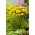 Fernleaf řebříček - Parkerův - žlutý; nosní houba, milfoil - Achillea millefolium