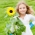 Bērnu rotaļīgas saulespuķes - Helianthus annuus - sēklas
