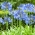 Agapanthus, Lily of the Nile Blue - bulb / tuber / rădăcină