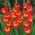 Gladíolo Far West - pacote de 5 peças - Gladiolus Far West