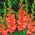 متدلي الدانتيل المرجان gladiolus - 5 قطع. زنبق السيف - Gladiolus Frizzled Coral Lace