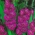 Gladiolus Violetta - 5 βολβοί