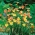 Homeria Mix - 10 kvetinové cibule