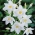 Eucharis Amazonica, Amazon Lily - bebawang / umbi / akar