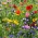 Цветущий луг - выбор из более 40 видов луговых цветковых растений - 100 грамм - семена