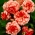ベゴニアマルモラタ -  2球根 - Begonia x tuberhybrida